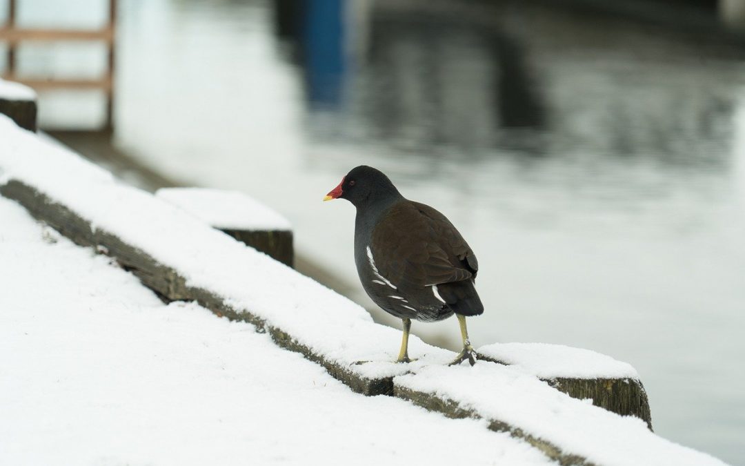 Winter Maintenance Tips for Pools